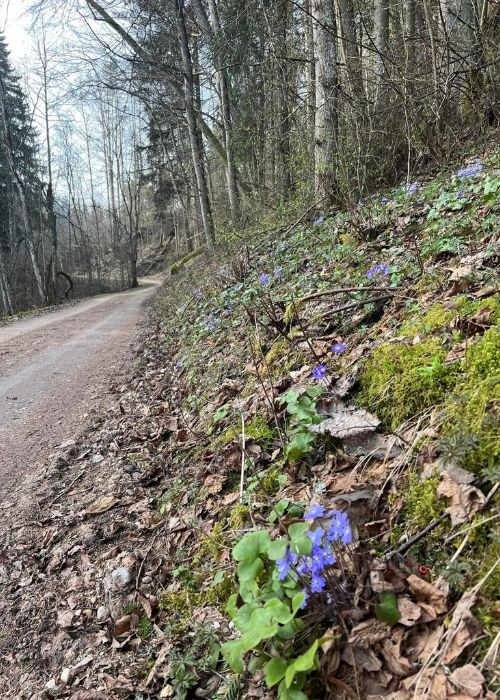 Luigepaar ja sinitavad õied Kütiorus